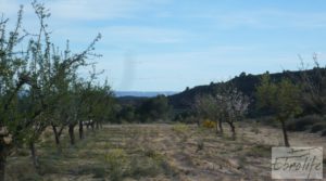 Finca de almendros en plena producción en Maella en venta con regadío