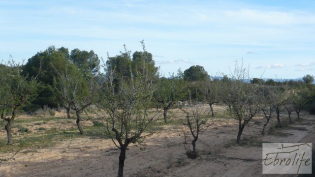 Finca de almendros en plena producción en Maella