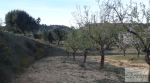 Detalle de Finca de almendros en plena producción en Maella con regadío