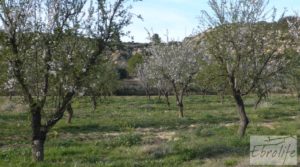 Se vende Finca de almendros en plena producción en Maella con regadío