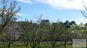 Se vende Finca de almendros en plena producción en Maella con regadío por 17.000€