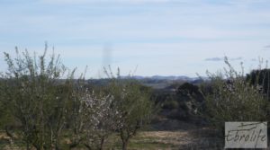 Foto de Finca de almendros en plena producción en Maella con regadío