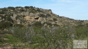 Finca de almendros en plena producción en Maella en venta con regadío