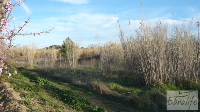 Finca de regadío entre Maella y Fabara