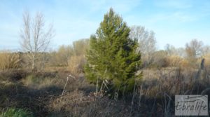 Detalle de Finca de regadío entre Maella y Fabara con regadío legal