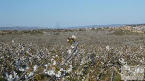 Finca en la huerta de Caspe con masía de piedra. para vender con ciruelos