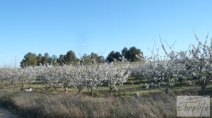 Se vende Finca en la huerta de Caspe con masía de piedra. con acceso asfaltado por 19.000€