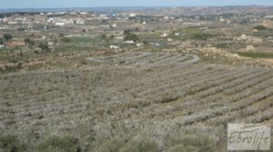 Foto de Finca en la huerta de Caspe con masía de piedra. con olivos