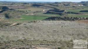 Foto de Finca en la huerta de Caspe con masía de piedra. con acceso asfaltado por 19.000€