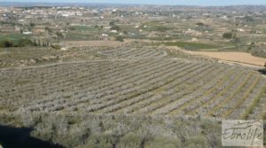 Finca en la huerta de Caspe con masía de piedra. en oferta con olivos por 19.000€