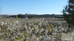 Finca en la huerta de Caspe con masía de piedra. para vender con olivos