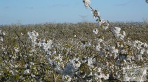 Detalle de Finca en la huerta de Caspe con masía de piedra. con acceso asfaltado