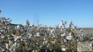 Plantación de cerezos en plena producción en Caspe. a buen precio con riego por goteo por 380.000€
