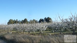 Se vende Plantación de cerezos en plena producción en Caspe. con gran almacén por 380.000€
