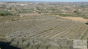 Plantación de cerezos en plena producción en Caspe. en oferta con plena producción por 380.000€