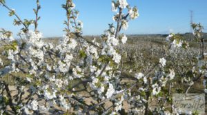 Plantación de cerezos en plena producción en Caspe. a buen precio con gran almacén