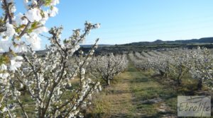 Plantación de cerezos en plena producción en Caspe. en venta con plena producción