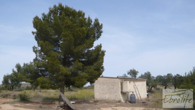 Olivar con masía rústica en Maella.