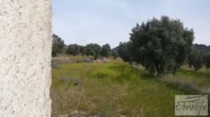 Vendemos Olivar con masía rústica en Maella. con olivar