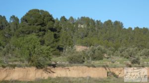 Detalle de Masía y finca con concesión de riego en Torre del Compte con buen acceso por 130.000€