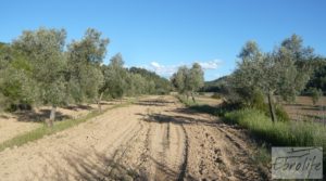 Foto de Masía y finca con concesión de riego en Torre del Compte con buen acceso