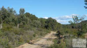 Foto de Masía y finca con concesión de riego en Torre del Compte en venta con riego por 130.000€