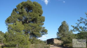 Se vende Masía y finca con concesión de riego en Torre del Compte con riego