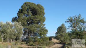 Masía y finca con concesión de riego en Torre del Compte para vender con riego