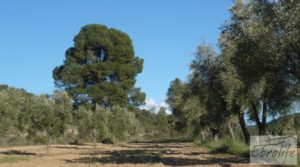 Foto de Masía y finca con concesión de riego en Torre del Compte en venta con buen acceso