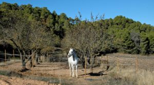 Foto de Centro ecuestre en Arens de Lledó con centro ecuestre