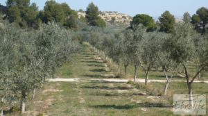 Espectacular finca de 12 hectáreas en Caspe. a buen precio con regadío