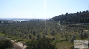 Espectacular finca de 12 hectáreas en Caspe. a buen precio con regadío