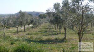 Espectacular finca de 12 hectáreas en Caspe. para vender con regadío