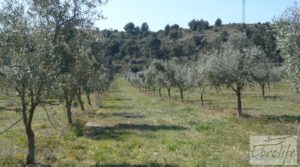 Espectacular finca de 12 hectáreas en Caspe. para vender con regadío