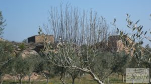 Espectacular finca de 12 hectáreas en Caspe. a buen precio con regadío