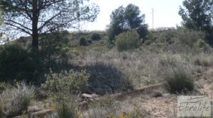 Se vende Espectacular finca de 12 hectáreas en Caspe. con regadío por 245.000€