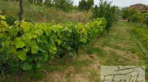 Detalle de Finca de arboles frutales y olivos en Maella con tractor por 49.900€