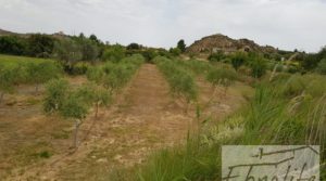 Finca de arboles frutales y olivos en Maella en oferta con tractor por 49.900€