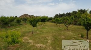 Foto de Finca de arboles frutales y olivos en Maella con tractor
