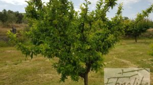 Finca de arboles frutales y olivos en Maella para vender con aperos y herramientas incluidas.