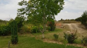 Finca de arboles frutales y olivos en Maella para vender con piscina