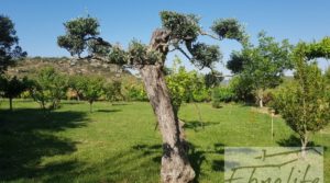 Detalle de Finca de arboles frutales y olivos en Maella con aperos y herramientas incluidas. por 49.900€