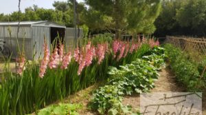 Vendemos Finca de arboles frutales y olivos en Maella con piscina