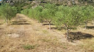 Finca de arboles frutales y olivos en Maella para vender con tractor