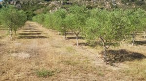 Finca de arboles frutales y olivos en Maella a buen precio con piscina por 49.900€