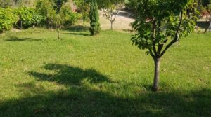 Finca de arboles frutales y olivos en Maella en oferta con piscina