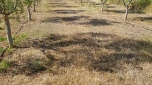 Detalle de Finca de arboles frutales y olivos en Maella con piscina