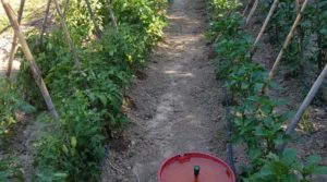 Se vende Finca de arboles frutales y olivos en Maella con piscina