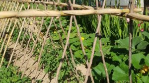 Se vende Finca de arboles frutales y olivos en Maella con tractor