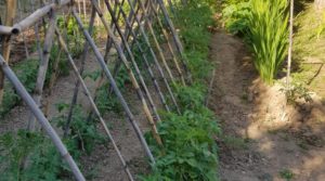 Finca de arboles frutales y olivos en Maella en oferta con piscina